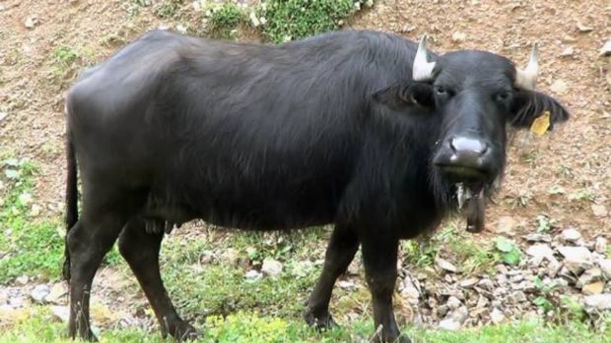 Kaynarca'da Firari Manda Alarmı: Sakın Yaklaşmayın!