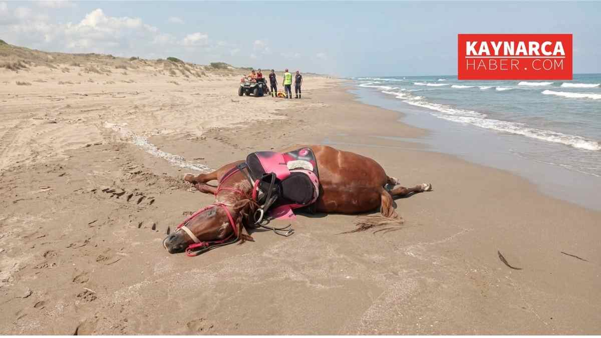 Karaboğaz Sahili'nde Üzen Kaza: Kontrolden Çıkan Yarış Atı Boğularak Can Verdi
