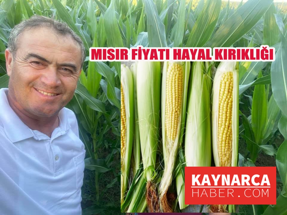 Mısırı silaj yapsaydık daha az zarar ederdik