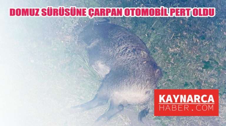 Domuz sürüsüne çarptı