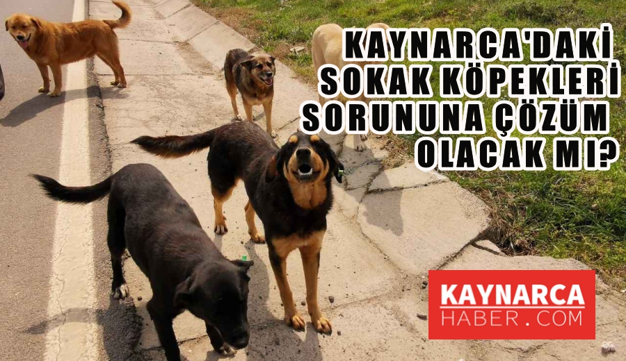 Erdoğan'dan başıboş köpek açıklaması!