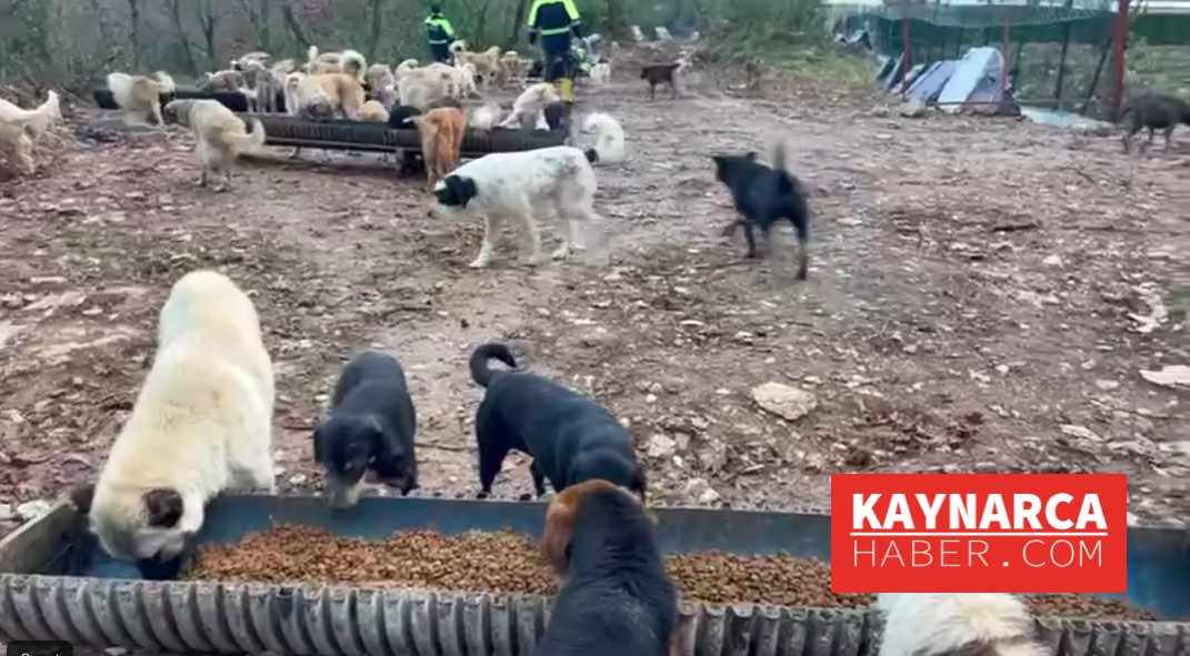 Belediye'den Taşoluk'da köpekler iyi bakılıyor açıklaması